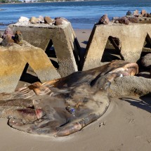Strange large sea animal on the beach of Teacapan, maybe an octopus